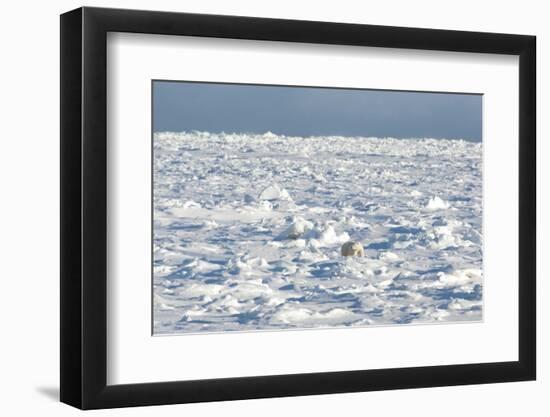 Polar Bear on Ice-EEI_Tony-Framed Photographic Print