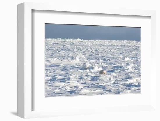 Polar Bear on Ice-EEI_Tony-Framed Photographic Print