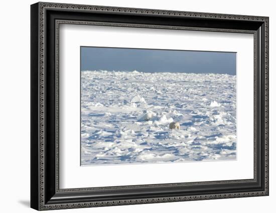 Polar Bear on Ice-EEI_Tony-Framed Photographic Print