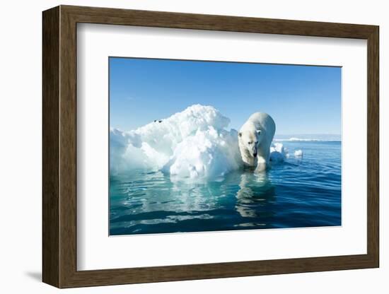 Polar Bear on Iceberg, Hudson Bay, Nunavut, Canada-Paul Souders-Framed Photographic Print