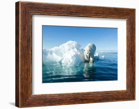 Polar Bear on Iceberg, Hudson Bay, Nunavut, Canada-Paul Souders-Framed Photographic Print