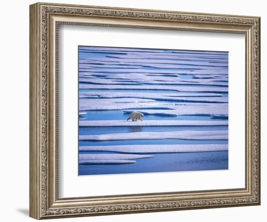 Polar Bear on Pack Ice-Hans Strand-Framed Photographic Print