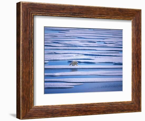 Polar Bear on Pack Ice-Hans Strand-Framed Photographic Print