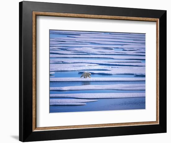 Polar Bear on Pack Ice-Hans Strand-Framed Photographic Print