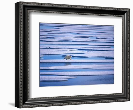 Polar Bear on Pack Ice-Hans Strand-Framed Photographic Print