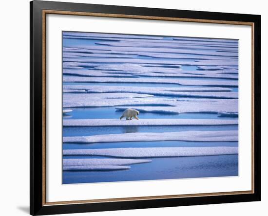 Polar Bear on Pack Ice-Hans Strand-Framed Photographic Print