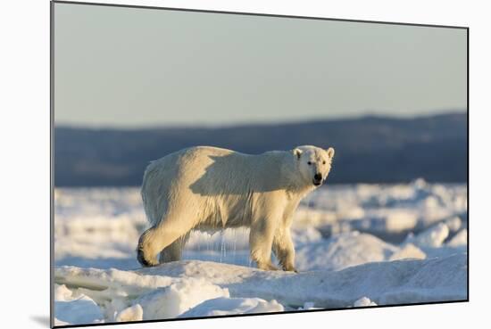 Polar Bear on Sea Ice, Hudson Bay, Nunavut, Canada-Paul Souders-Mounted Photographic Print