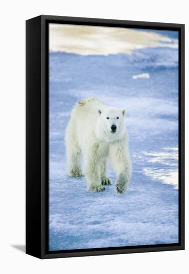 Polar Bear on Sea Ice-DLILLC-Framed Premier Image Canvas