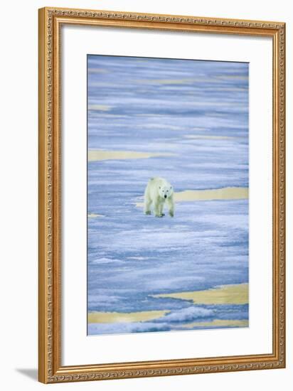 Polar Bear on Sea Ice-DLILLC-Framed Photographic Print