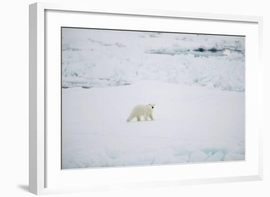 Polar Bear on Sea Ice-DLILLC-Framed Photographic Print