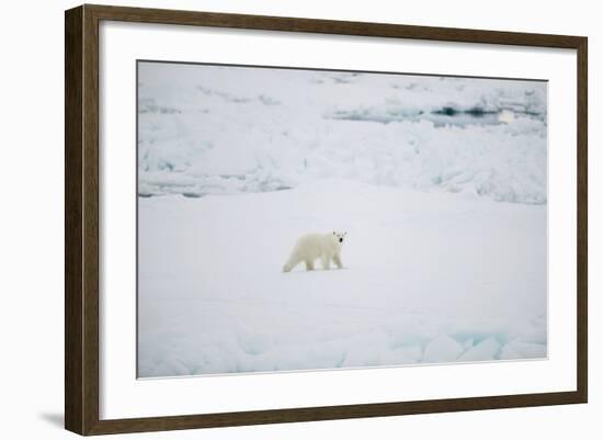 Polar Bear on Sea Ice-DLILLC-Framed Photographic Print