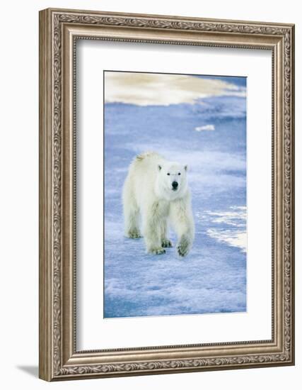 Polar Bear on Sea Ice-DLILLC-Framed Photographic Print