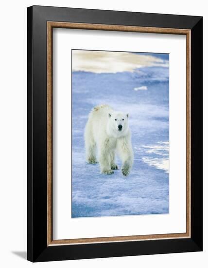 Polar Bear on Sea Ice-DLILLC-Framed Photographic Print