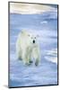 Polar Bear on Sea Ice-DLILLC-Mounted Photographic Print