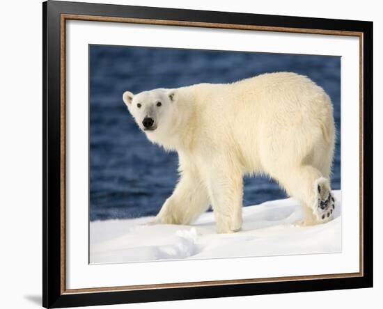 Polar Bear on Snow Covered Iceberg at Spitsbergen-Paul Souders-Framed Photographic Print