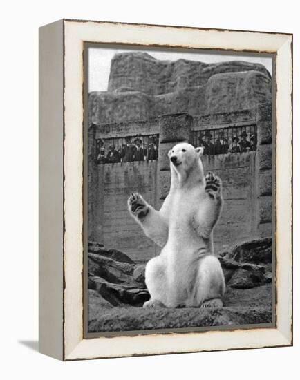 Polar Bear on the Mappin Terrace at London Zoo, 1926-1927-McLeish-Framed Premier Image Canvas