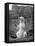 Polar Bear on the Mappin Terrace at London Zoo, 1926-1927-McLeish-Framed Premier Image Canvas