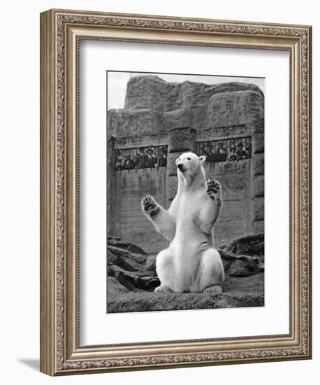 Polar Bear on the Mappin Terrace at London Zoo, 1926-1927-McLeish-Framed Premium Giclee Print