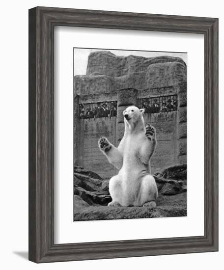 Polar Bear on the Mappin Terrace at London Zoo, 1926-1927-McLeish-Framed Premium Giclee Print