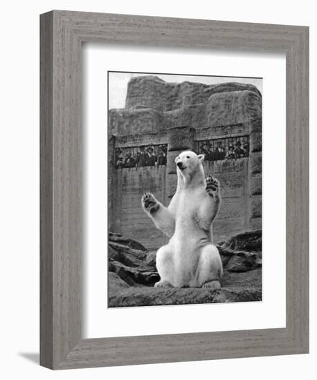 Polar Bear on the Mappin Terrace at London Zoo, 1926-1927-McLeish-Framed Premium Giclee Print