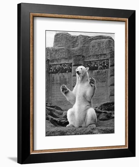 Polar Bear on the Mappin Terrace at London Zoo, 1926-1927-McLeish-Framed Premium Giclee Print