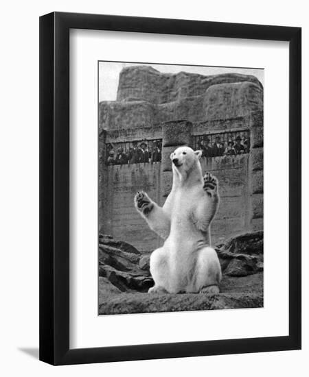 Polar Bear on the Mappin Terrace at London Zoo, 1926-1927-McLeish-Framed Premium Giclee Print