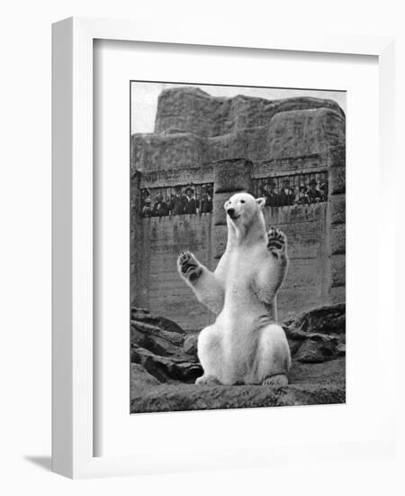 Polar Bear on the Mappin Terrace at London Zoo, 1926-1927-McLeish-Framed Premium Giclee Print