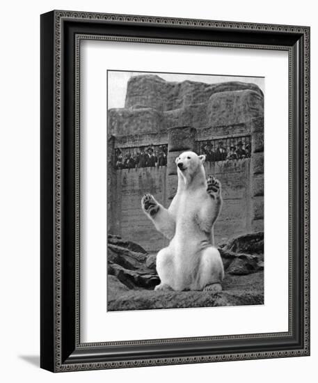 Polar Bear on the Mappin Terrace at London Zoo, 1926-1927-McLeish-Framed Premium Giclee Print