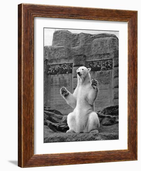 Polar Bear on the Mappin Terrace at London Zoo, 1926-1927-McLeish-Framed Giclee Print