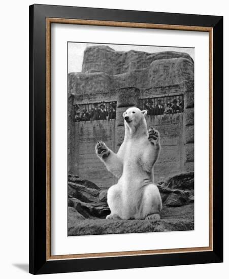 Polar Bear on the Mappin Terrace at London Zoo, 1926-1927-McLeish-Framed Giclee Print