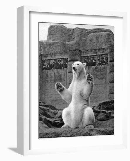 Polar Bear on the Mappin Terrace at London Zoo, 1926-1927-McLeish-Framed Giclee Print