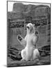 Polar Bear on the Mappin Terrace at London Zoo, 1926-1927-McLeish-Mounted Giclee Print