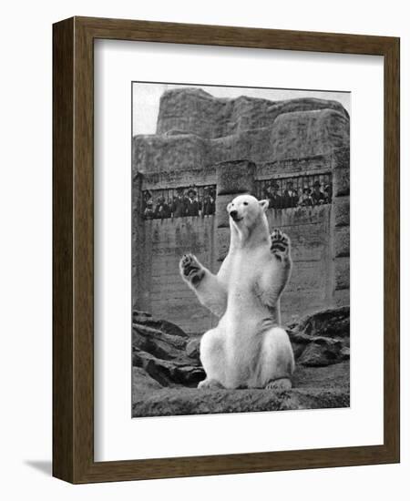 Polar Bear on the Mappin Terrace at London Zoo, 1926-1927-McLeish-Framed Giclee Print
