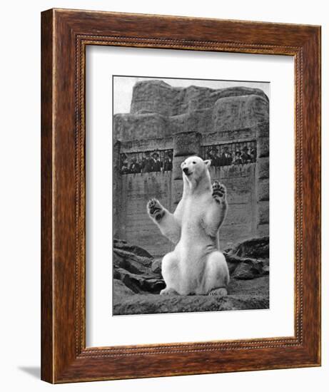 Polar Bear on the Mappin Terrace at London Zoo, 1926-1927-McLeish-Framed Giclee Print