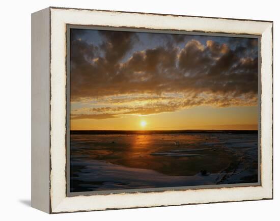 Polar Bear on the Tundra at Sunset-Howard Ruby-Framed Premier Image Canvas