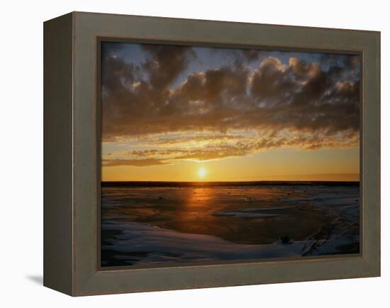 Polar Bear on the Tundra at Sunset-Howard Ruby-Framed Premier Image Canvas