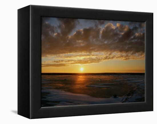 Polar Bear on the Tundra at Sunset-Howard Ruby-Framed Premier Image Canvas