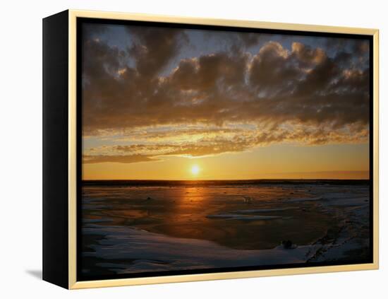 Polar Bear on the Tundra at Sunset-Howard Ruby-Framed Premier Image Canvas