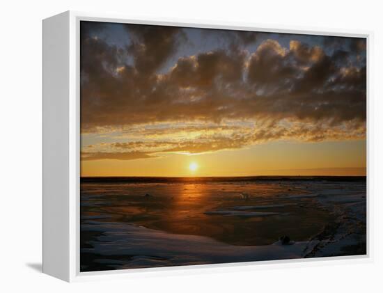 Polar Bear on the Tundra at Sunset-Howard Ruby-Framed Premier Image Canvas