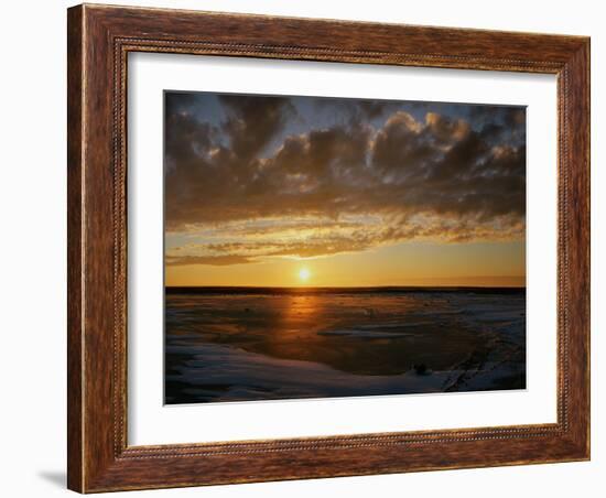 Polar Bear on the Tundra at Sunset-Howard Ruby-Framed Photographic Print