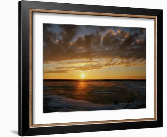 Polar Bear on the Tundra at Sunset-Howard Ruby-Framed Photographic Print