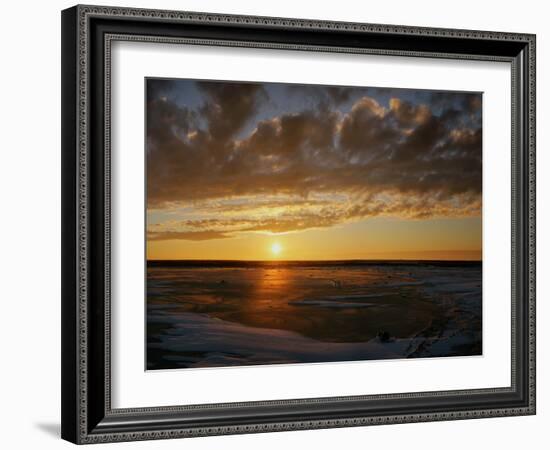 Polar Bear on the Tundra at Sunset-Howard Ruby-Framed Photographic Print