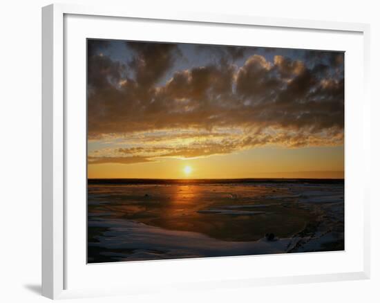 Polar Bear on the Tundra at Sunset-Howard Ruby-Framed Photographic Print