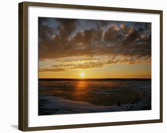 Polar Bear on the Tundra at Sunset-Howard Ruby-Framed Photographic Print