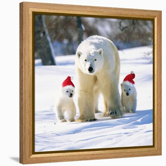 Polar Bear Parent with Cubs Wearing Christmas Hats-null-Framed Premier Image Canvas