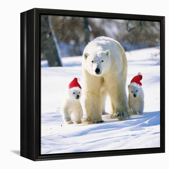 Polar Bear Parent with Cubs Wearing Christmas Hats-null-Framed Premier Image Canvas