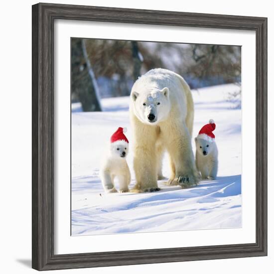 Polar Bear Parent with Cubs Wearing Christmas Hats-null-Framed Photographic Print
