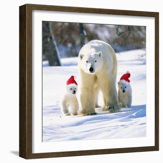 Polar Bear Parent with Cubs Wearing Christmas Hats-null-Framed Photographic Print