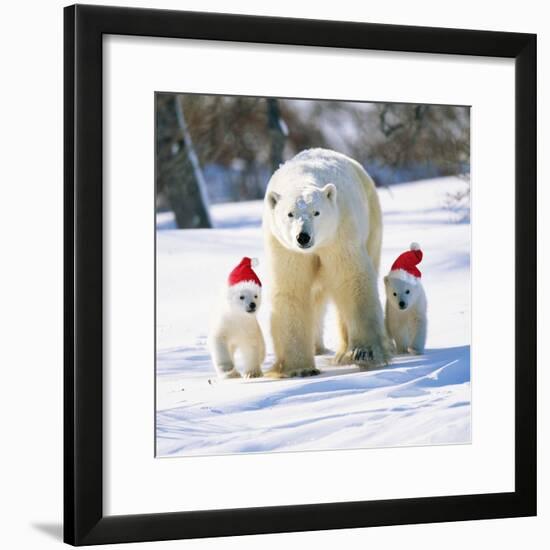 Polar Bear Parent with Cubs Wearing Christmas Hats-null-Framed Photographic Print