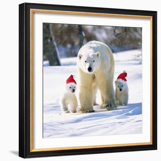 Polar Bear Parent with Cubs Wearing Christmas Hats-null-Framed Photographic Print